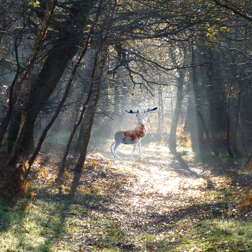 deer in forest